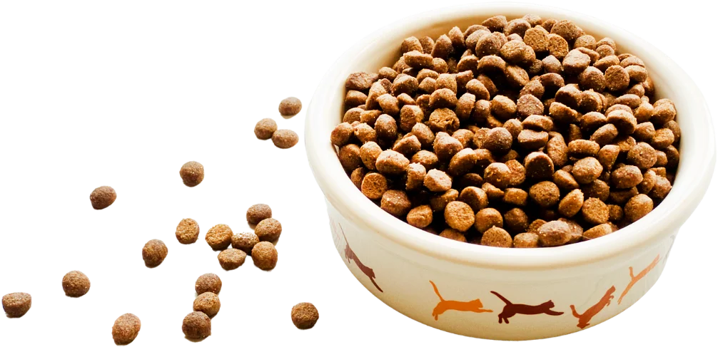 Alimento balanceado servido para gatos